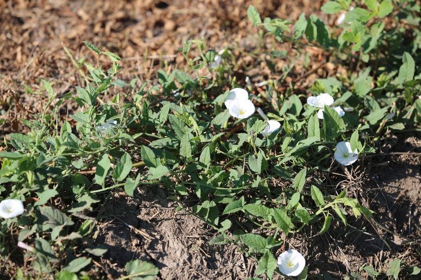 Slider Image Field Bindweed