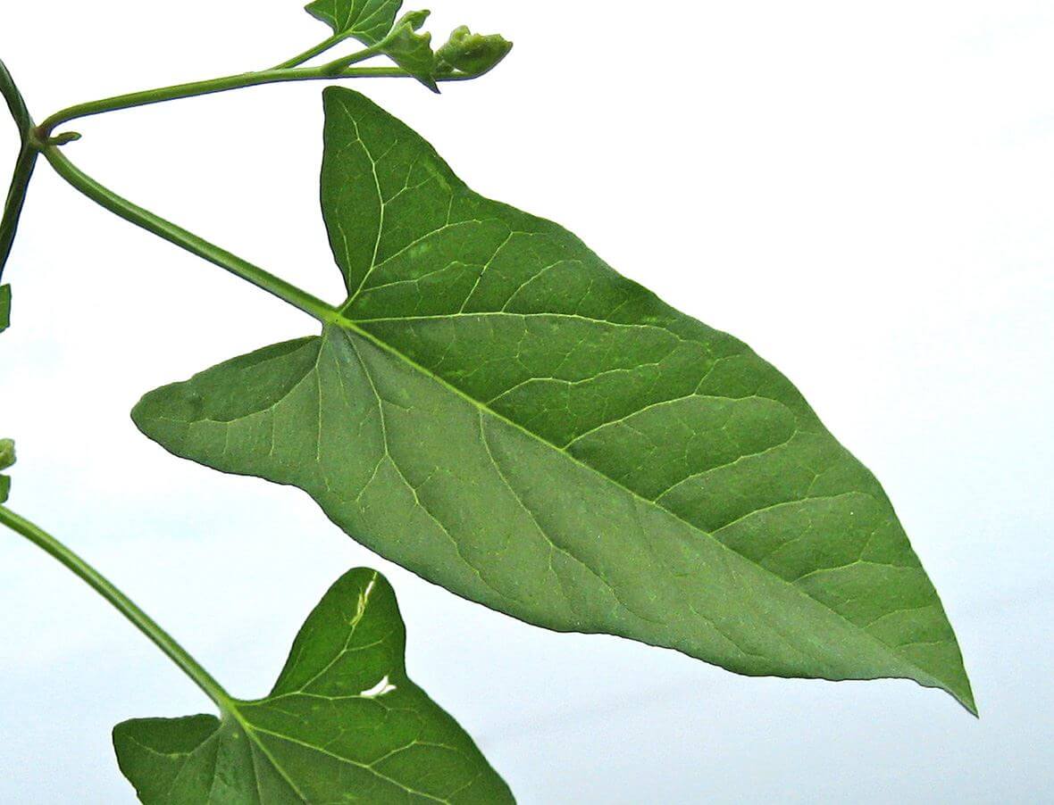 Slider Image Field Bindweed