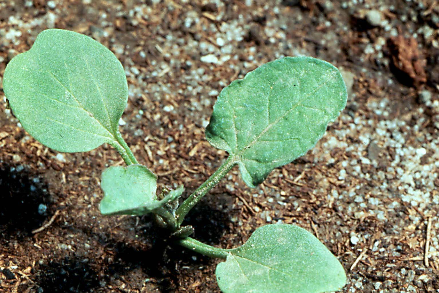 Slider Image Field Bindweed