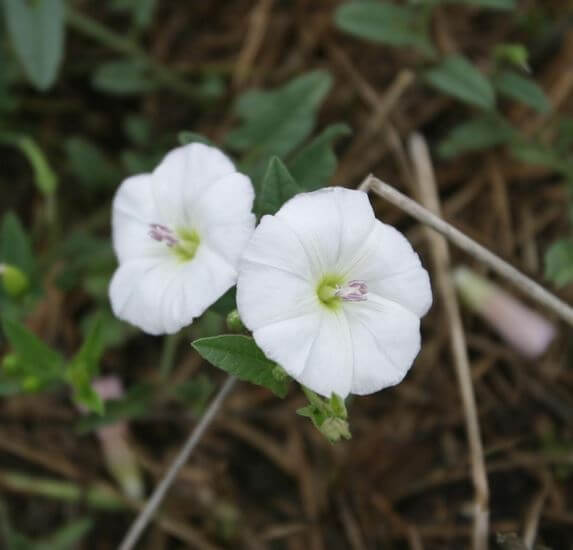 Slider Image Field Bindweed